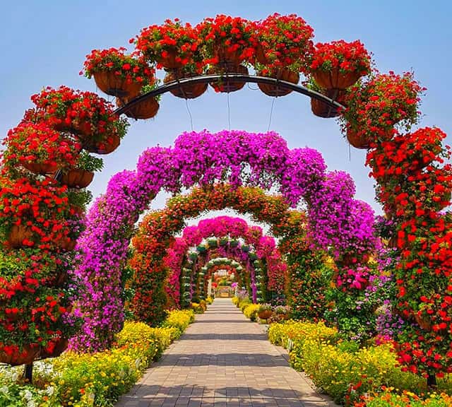Millions of Petunia flowers at Dubai Miracle Garden