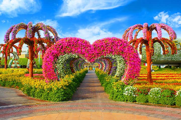 Dubai Miracle Garden displays 50 million flowers.