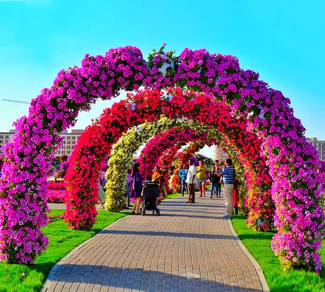 Petunia flowers at Dubai Miracle Garden